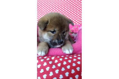 成約済の鹿児島県の柴犬-91274の3枚目