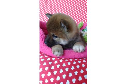 成約済の鹿児島県の柴犬-91274の2枚目