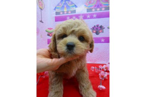 鳥取県のミックス犬 男の子 01 16生まれ ペキプーです ホント可愛いよ 期待して 子犬id ブリーダーナビ 鳥取県のミックス犬 男の子 01 16生まれ ペキプーです ホント可愛いよ 期待して 子犬id ブリーダーナビ
