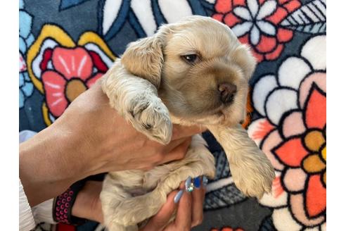 成約済の埼玉県のアメリカンコッカースパニエル-91288の1枚目