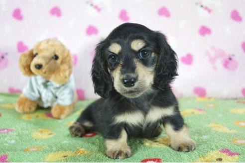 成約済の兵庫県のミニチュアダックスフンド(ロングヘアード)-91327の1枚目