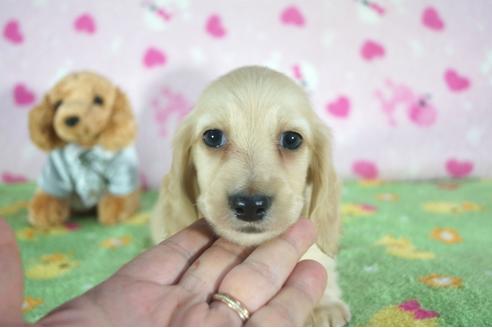 成約済の兵庫県のミニチュアダックスフンド(ロングヘアード)-91328の3枚目