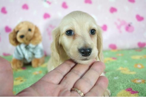 成約済の兵庫県のミニチュアダックスフンド(ロングヘアード)-91328の2枚目