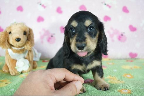 成約済の兵庫県のミニチュアダックスフンド(ロングヘアード)-91331の6枚目