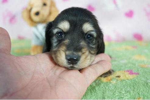 成約済の兵庫県のミニチュアダックスフンド(ロングヘアード)-91333の3枚目