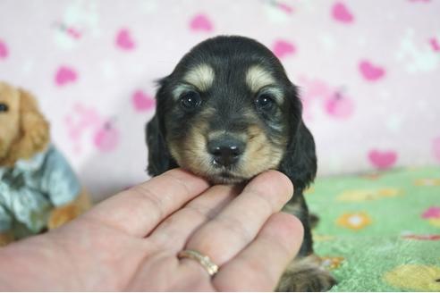 成約済の兵庫県のミニチュアダックスフンド(ロングヘアード)-91333の1枚目