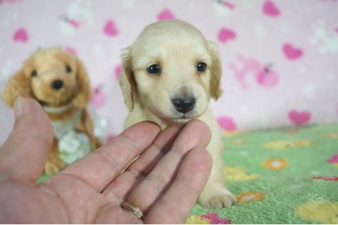 成約済の兵庫県のミニチュアダックスフンド(ロングヘアード)-91334の6枚目