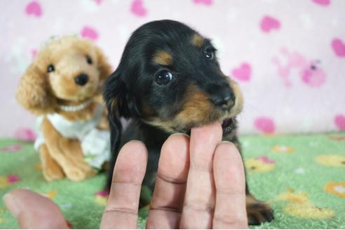 成約済の兵庫県のミニチュアダックスフンド(ロングヘアード)-91335の6枚目