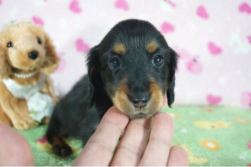 成約済の兵庫県のミニチュアダックスフンド(ロングヘアード)-91335の4枚目