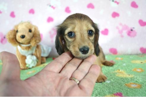 成約済の兵庫県のカニンヘンダックスフンド(ロングヘアード)-91338の3枚目