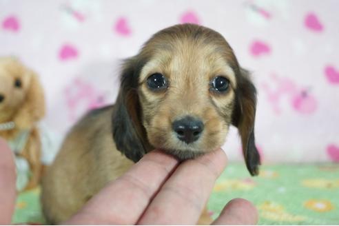 成約済の兵庫県のカニンヘンダックスフンド(ロングヘアード)-91338