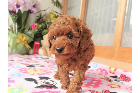 成約済の熊本県のトイプードル-91364の8枚目