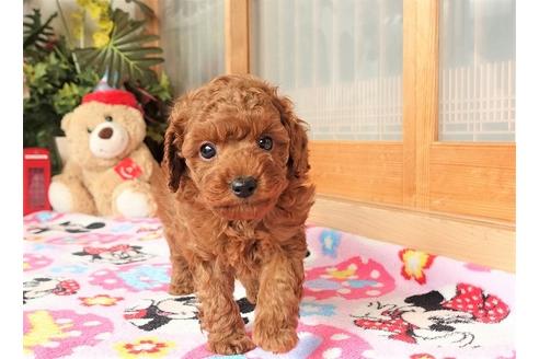 成約済の熊本県のトイプードル-91364の7枚目