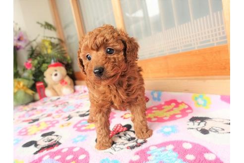 成約済の熊本県のトイプードル-91366の8枚目