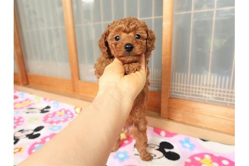 成約済の熊本県のトイプードル-91366の6枚目