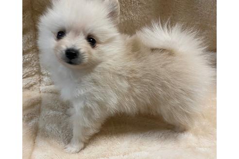 成約済の京都府のポメラニアン-91340の2枚目