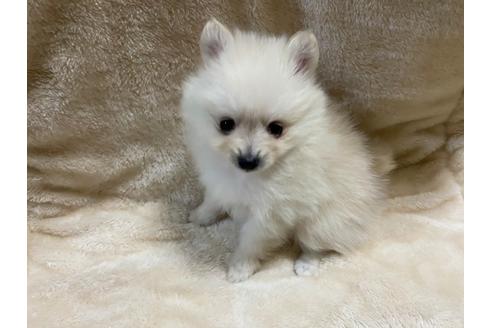 成約済の京都府のポメラニアン-91340の1枚目