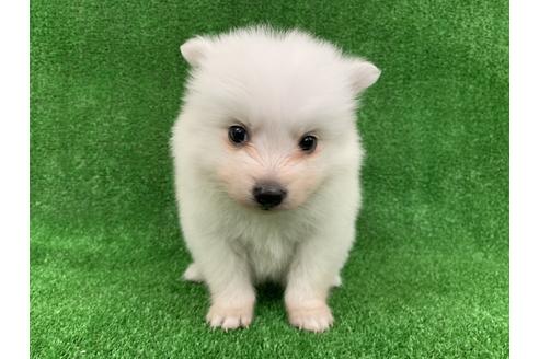 成約済の愛知県の日本スピッツ-91424