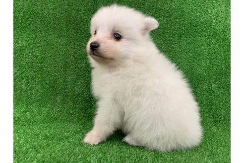 成約済の愛知県の日本スピッツ-91424の2枚目