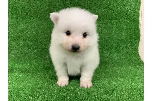 成約済の愛知県の日本スピッツ-91425