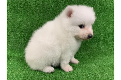 成約済の愛知県の日本スピッツ-91425の3枚目