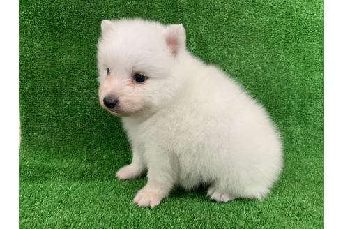 成約済の愛知県の日本スピッツ-91425の2枚目