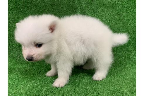 成約済の愛知県の日本スピッツ-91426の3枚目