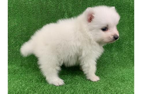 成約済の愛知県の日本スピッツ-91426の2枚目