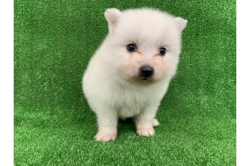 成約済の愛知県の日本スピッツ-91429