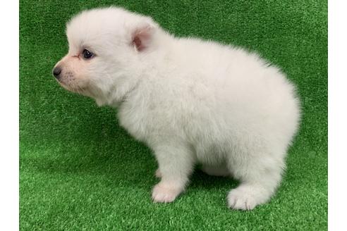 成約済の愛知県の日本スピッツ-91429の3枚目