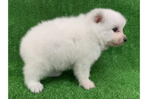 成約済の愛知県の日本スピッツ-91429の2枚目