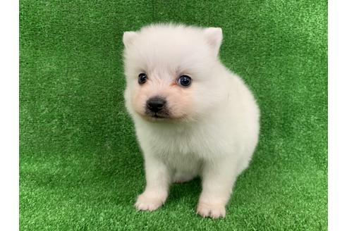 成約済の愛知県の日本スピッツ-91430の1枚目