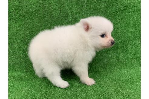 成約済の愛知県の日本スピッツ-91430の3枚目