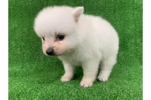 成約済の愛知県の日本スピッツ-91430の2枚目