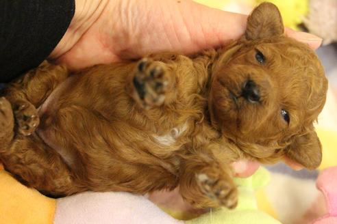 成約済の愛知県のトイプードル-90540の37枚目