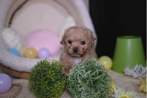 成約済の滋賀県のトイプードル-91434の3枚目