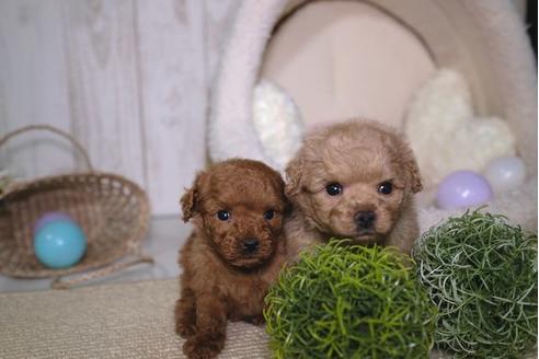 成約済の滋賀県のトイプードル-91434の2枚目