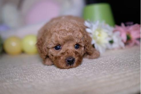 成約済の滋賀県のトイプードル-91435の3枚目