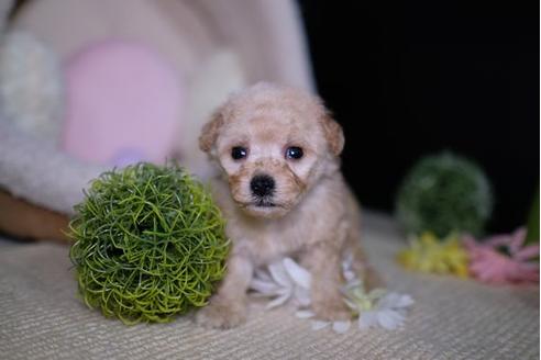 成約済の滋賀県のトイプードル-91438の1枚目