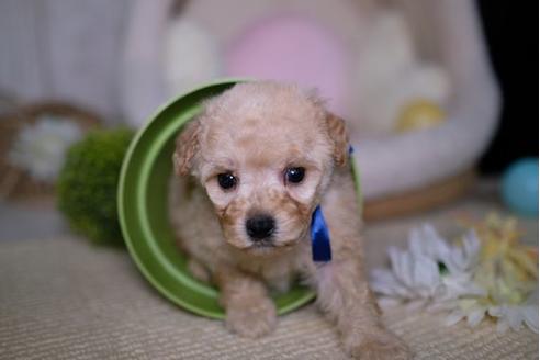 成約済の滋賀県のトイプードル-91438の3枚目