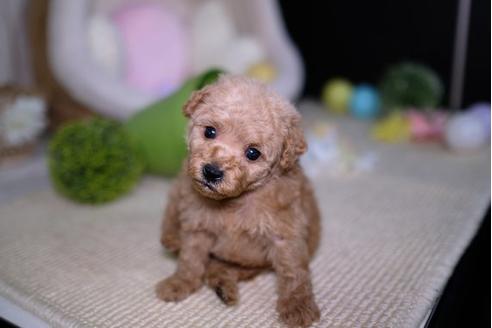 成約済の滋賀県のトイプードル-91440の1枚目