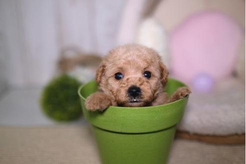 成約済の滋賀県のトイプードル-91440の3枚目