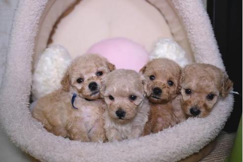 成約済の滋賀県のトイプードル-91440の2枚目