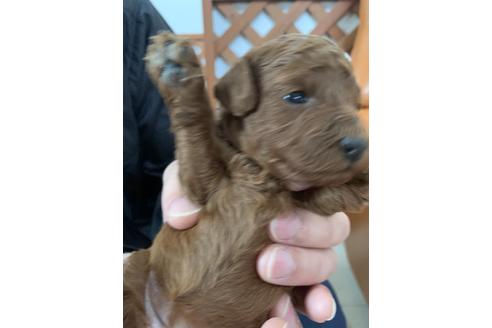 成約済の愛媛県のトイプードル-91439の1枚目