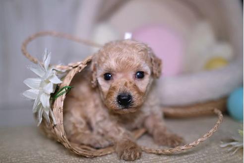 成約済の滋賀県のトイプードル-91441の1枚目