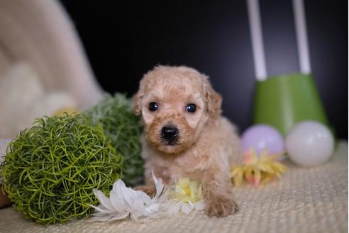 成約済の滋賀県のトイプードル-91441の3枚目