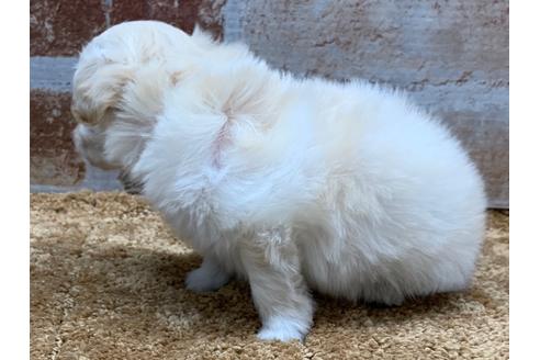 成約済の東京都のチワプー:チワワ×トイプードル-90545の6枚目