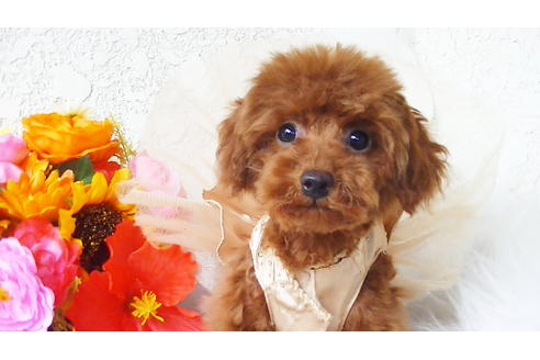 成約済の福岡県のタイニープードル-84995の3枚目