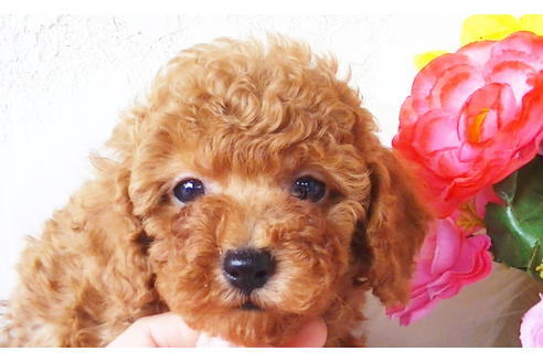 成約済の福岡県のタイニープードル-89013の13枚目