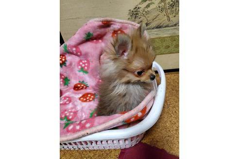 成約済の京都府のポメラニアン-87836の2枚目